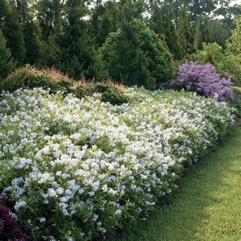 deutzia yuki snowflake size.